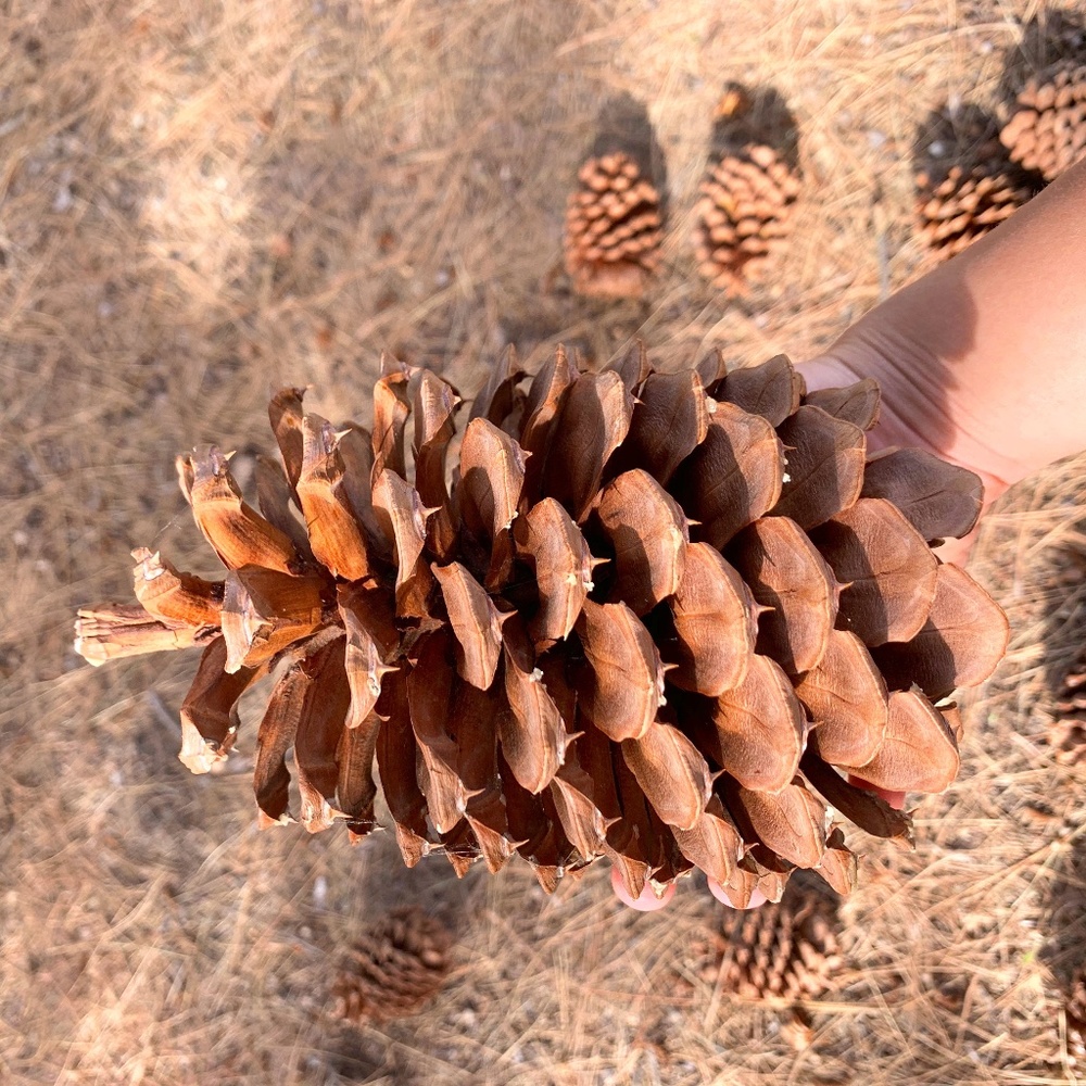 Pinecones